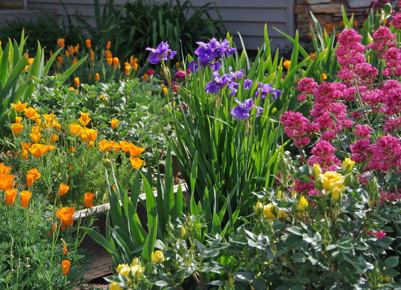 Beautiful Iris Garden Ideas