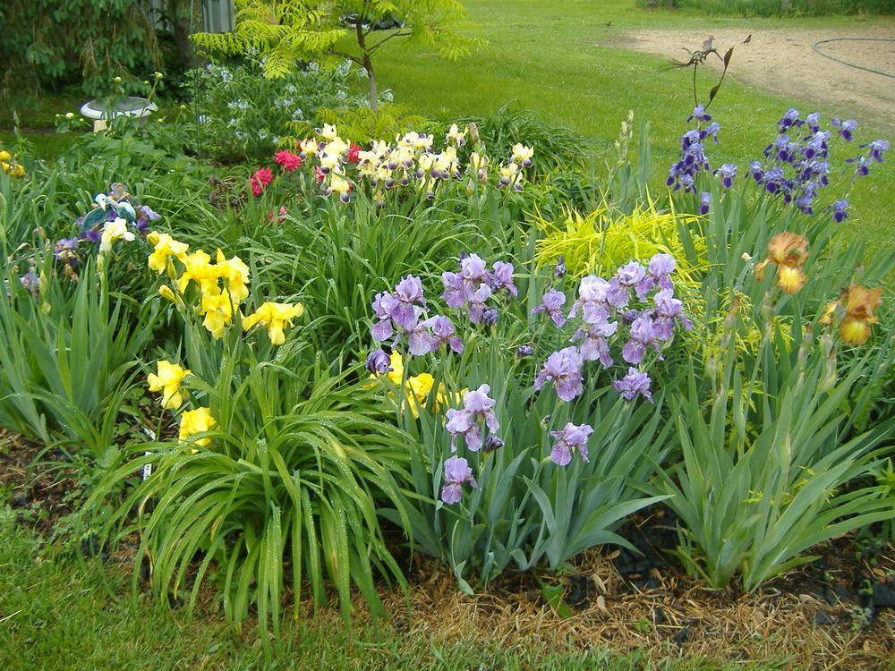 22 Iris Garden Ideas You Must Look SharonSable