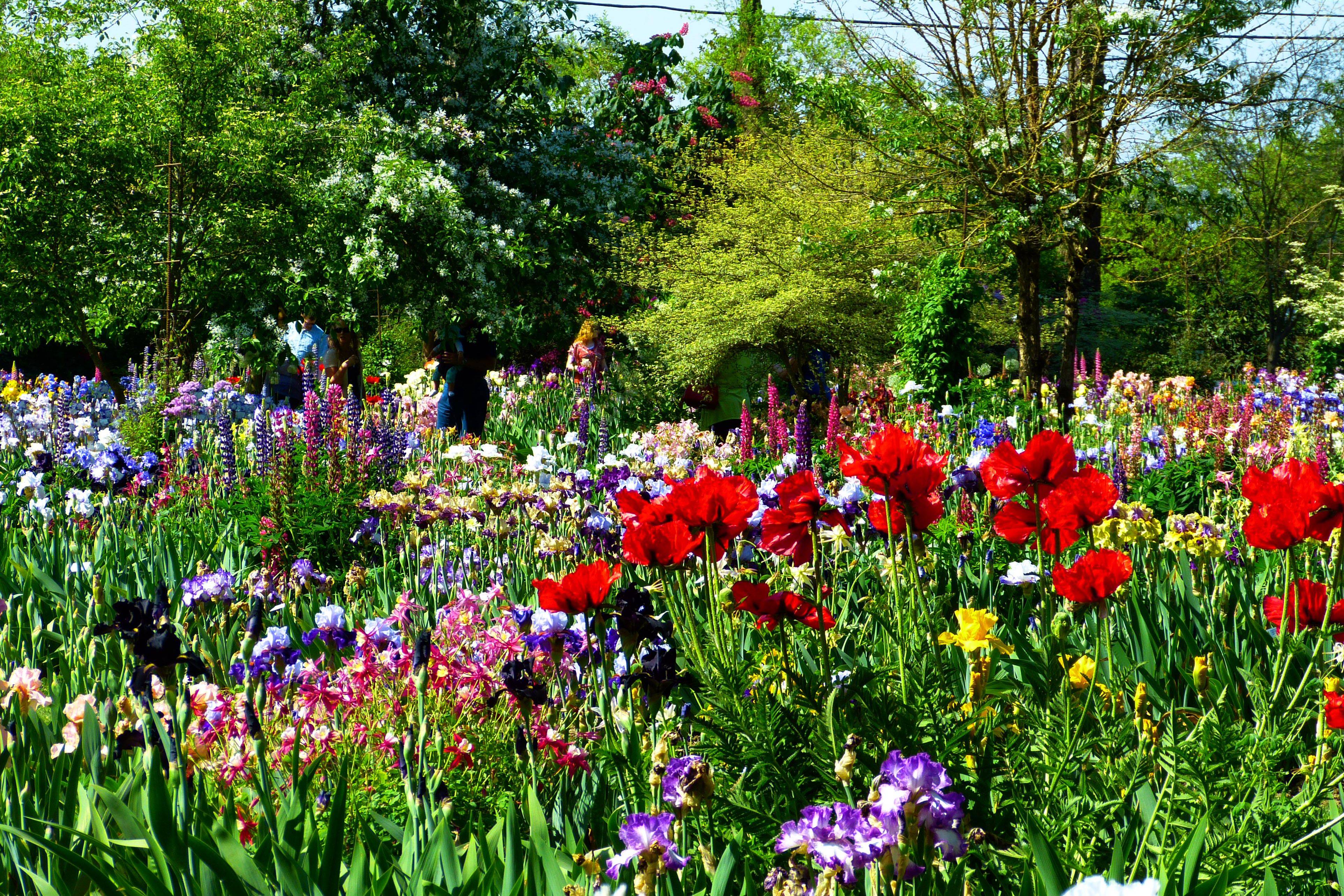 Iris Douglasiana Garden Planner
