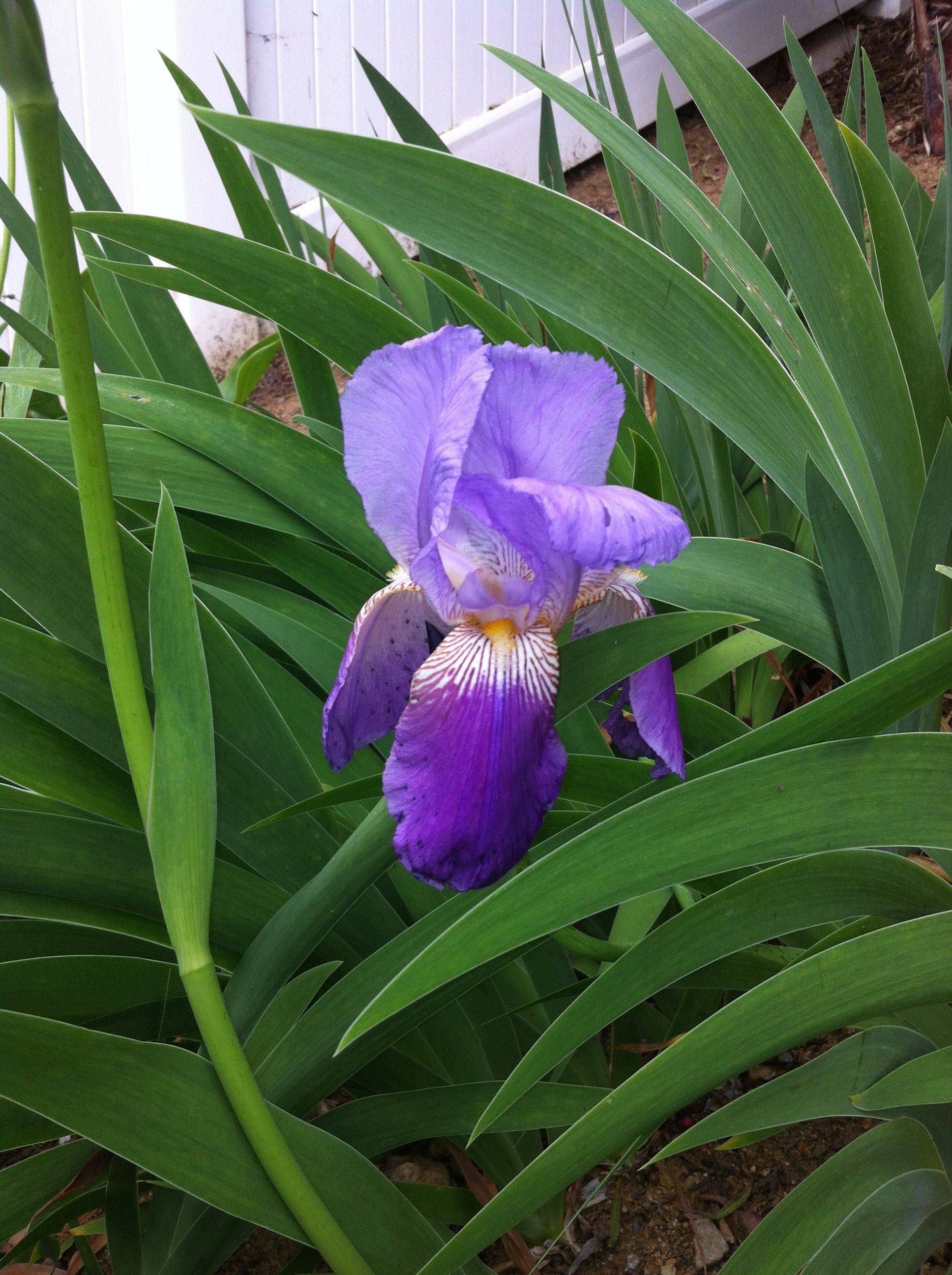 Iris Garden Ideas Photograph Iris Garden