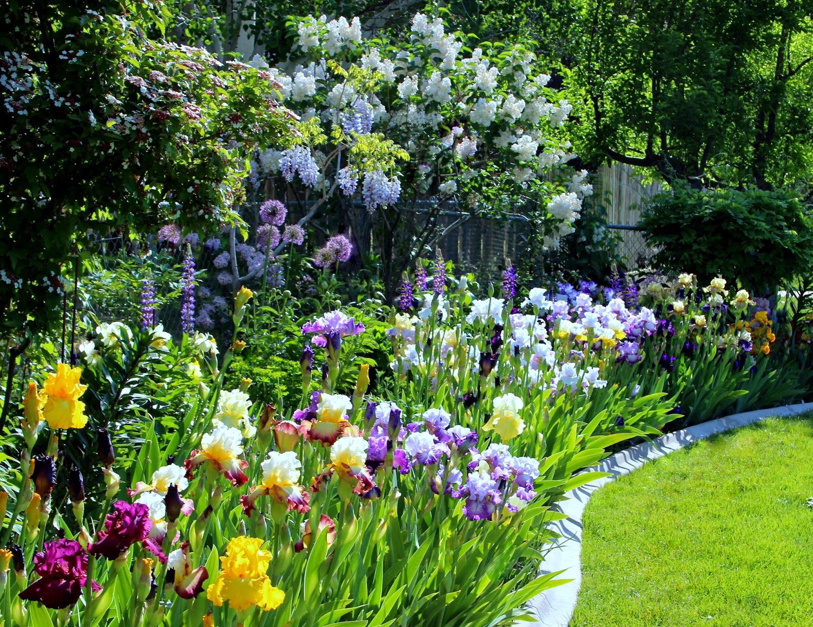 And Beautiful Iris Garden Ideas