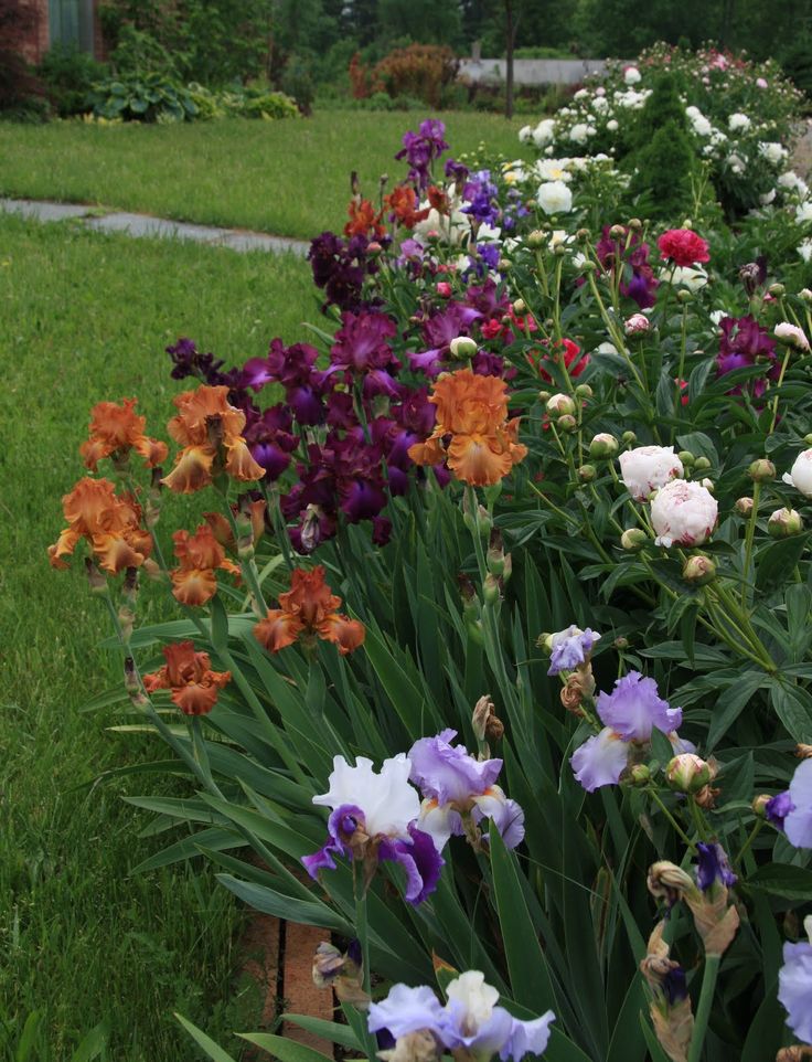 The Iris Garden