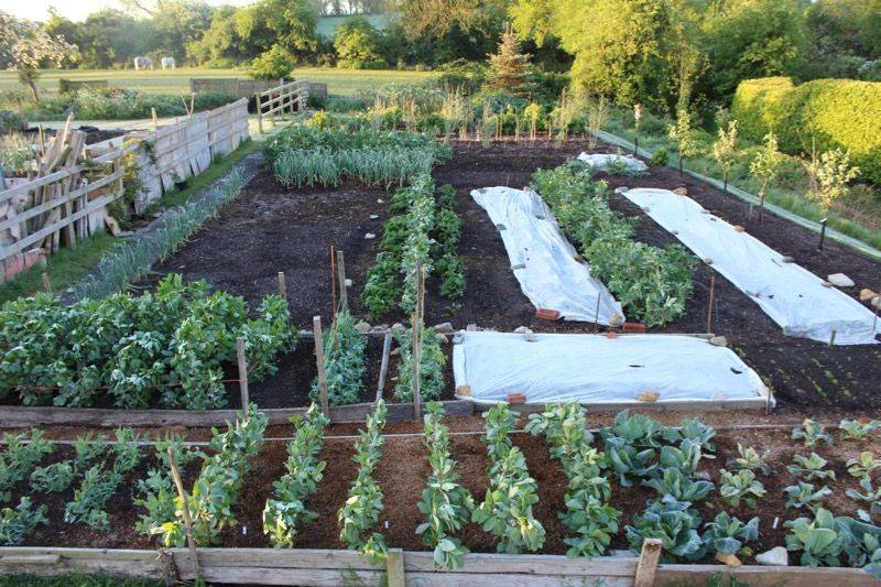 Great Vegetable Garden Ideas
