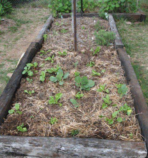 Great Vegetable Garden Ideas