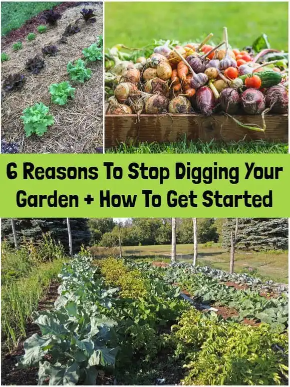 Great Vegetable Garden Ideas