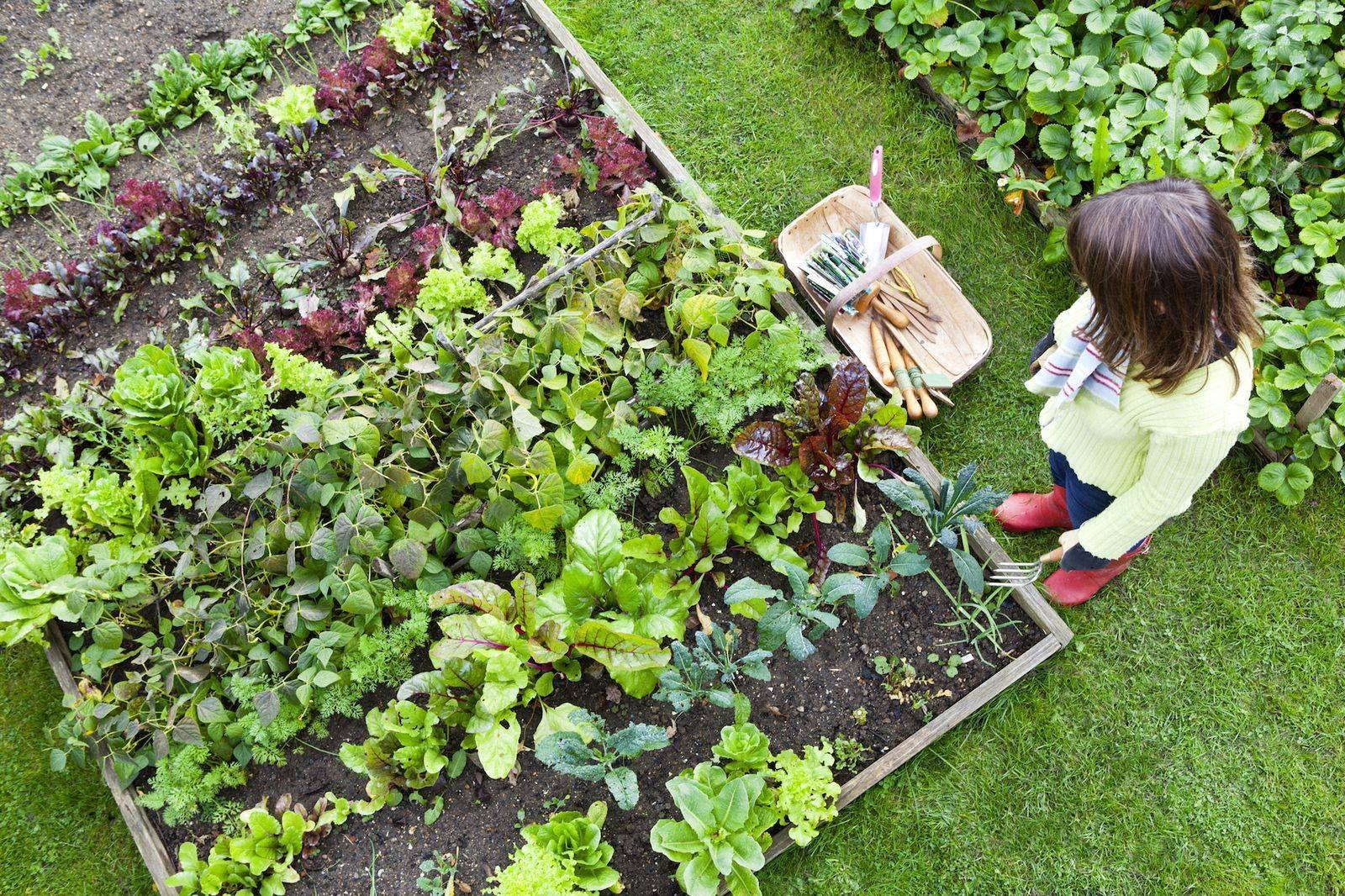 Growing Success Online Course Dig Gardens
