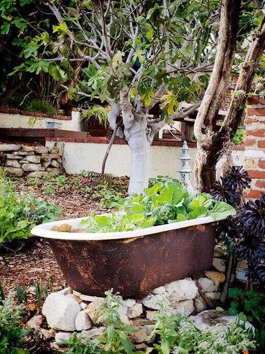 Growing Vegetables