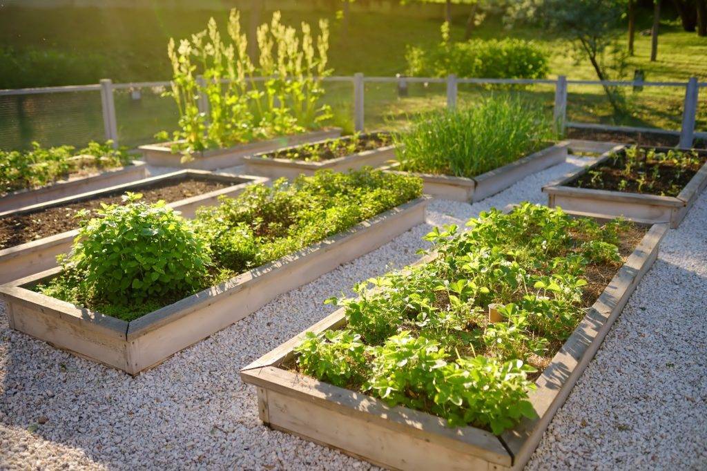 Vegetable Garden