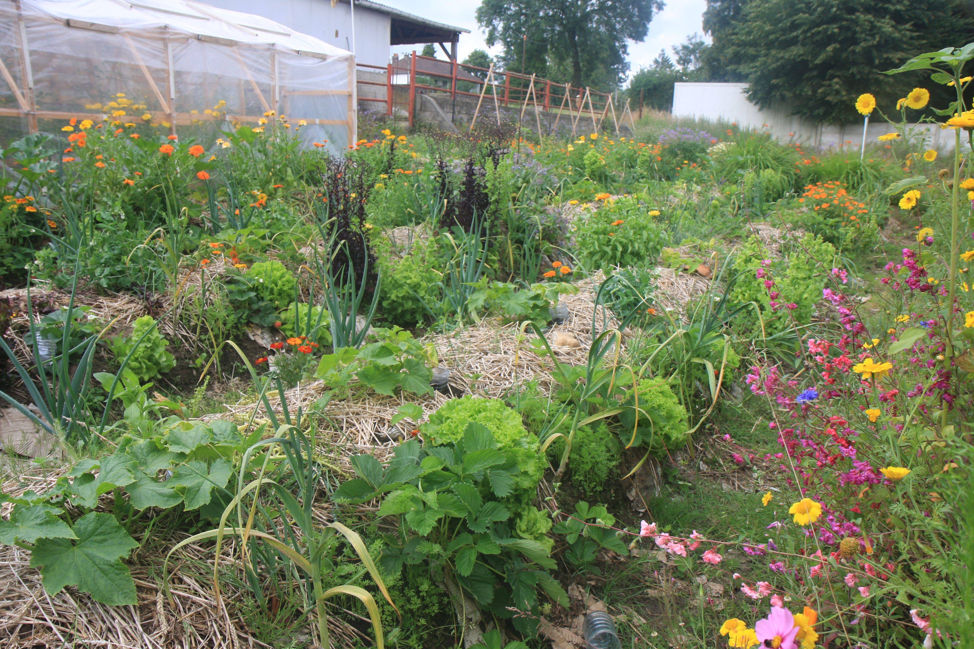 Delicious Vegetables
