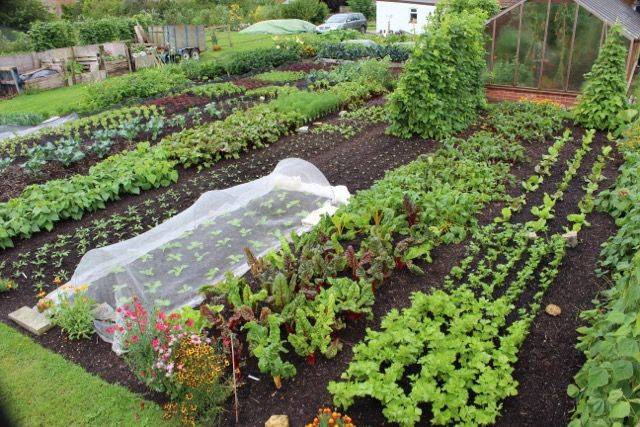 No Dig Organic Home Garden A Treasure Of Information It Is A