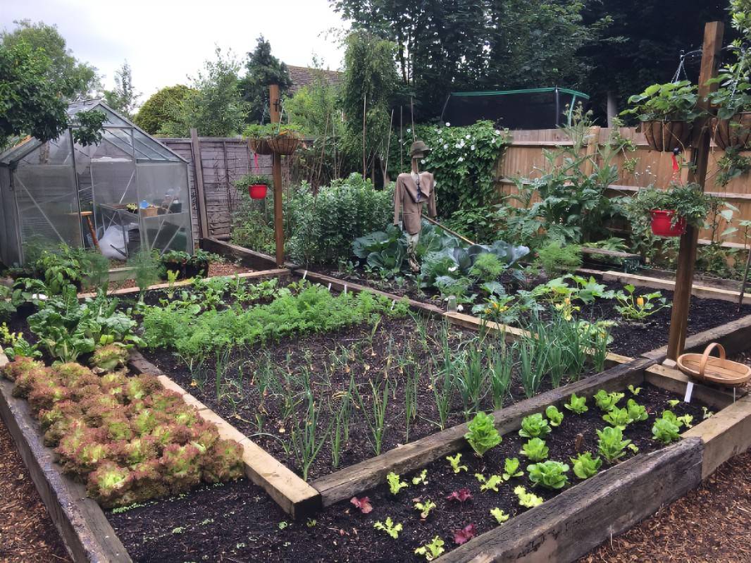 Doves Farm Growing Vegetables