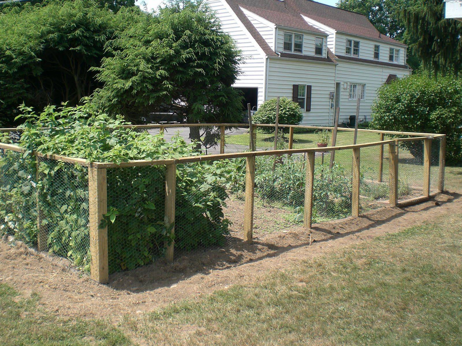 Vegetable Garden Fence Chicken Wire Interior