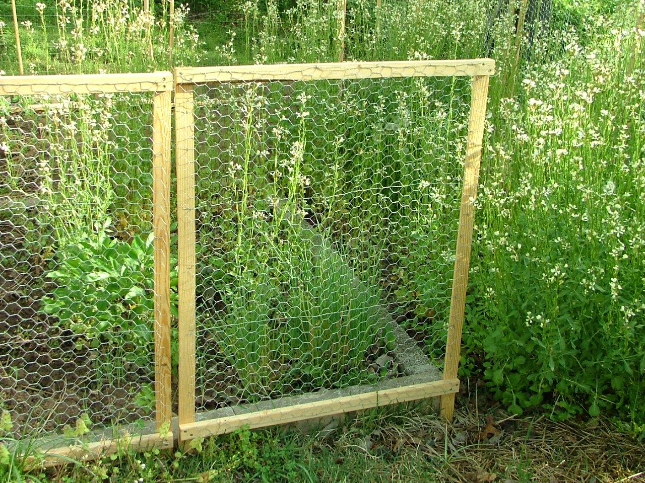 Vegetable Garden Fence Chicken Wire Interior