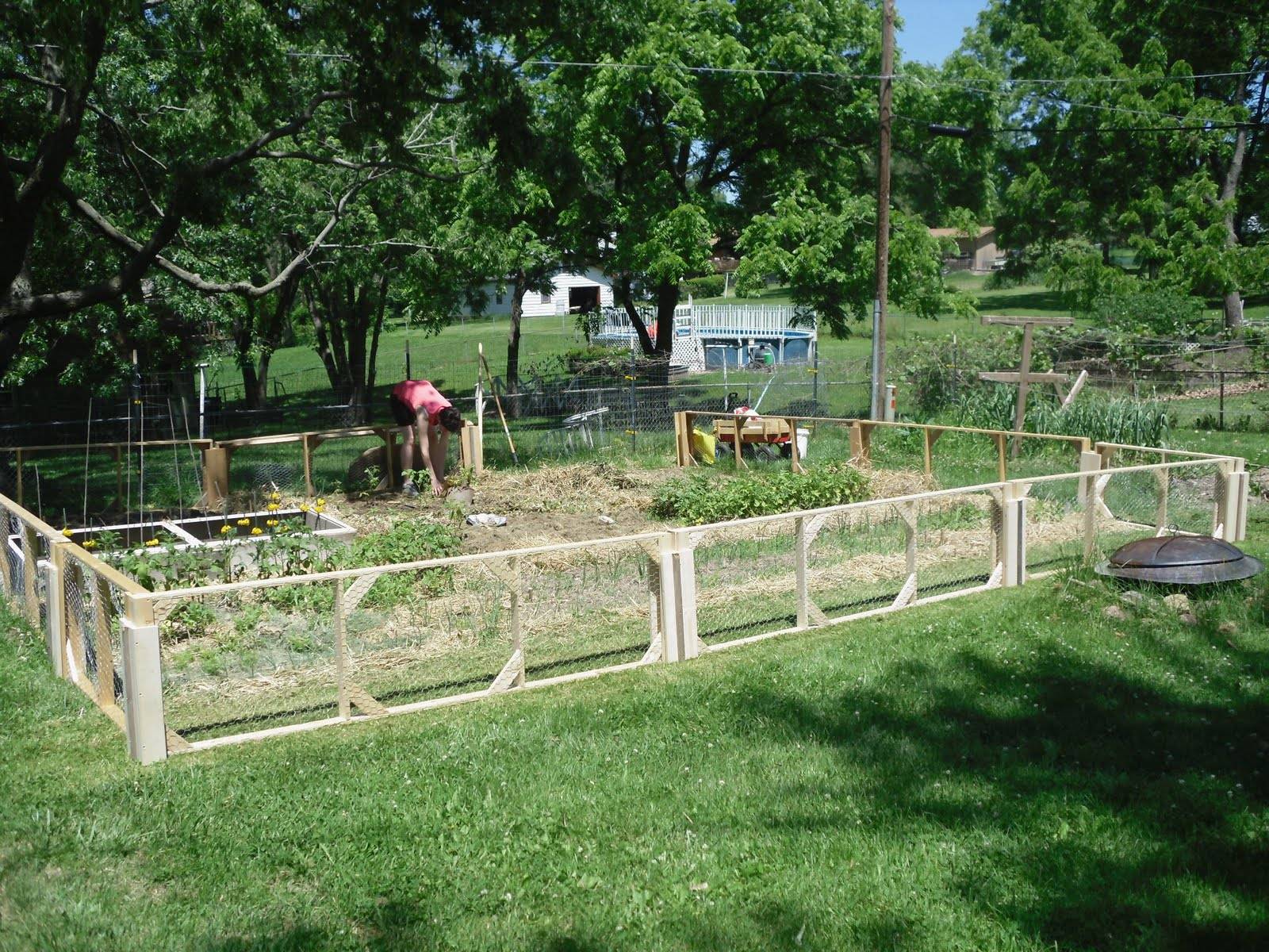 Vegetable Garden Fence Chicken Wire Interior