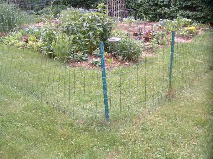 Chicken Wire Fence