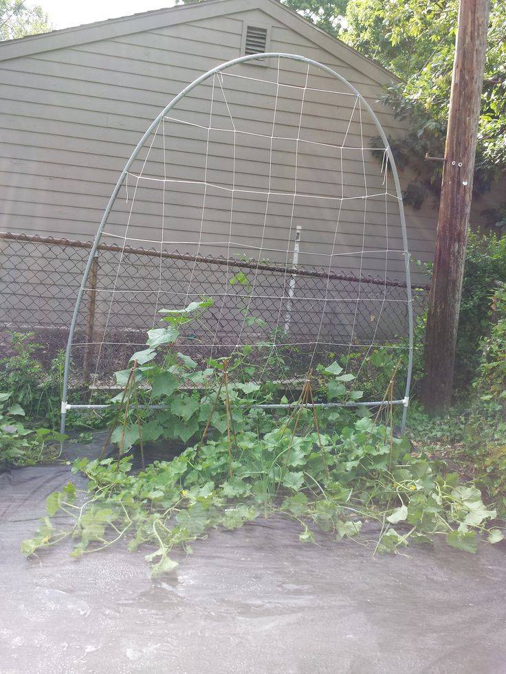 18 Garden Trellis with PVC Pipe Ideas To Consider SharonSable