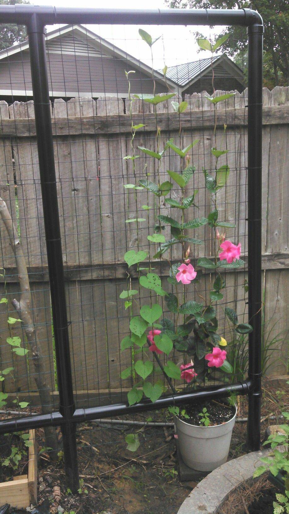 18 Garden Trellis with PVC Pipe Ideas To Consider SharonSable