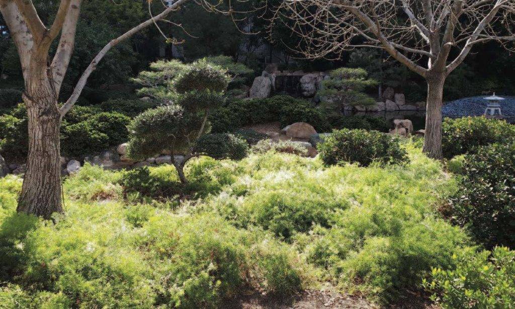 A Japaneseinspired Garden