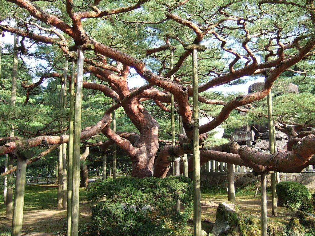 Kanazawas Kenrokuen Garden
