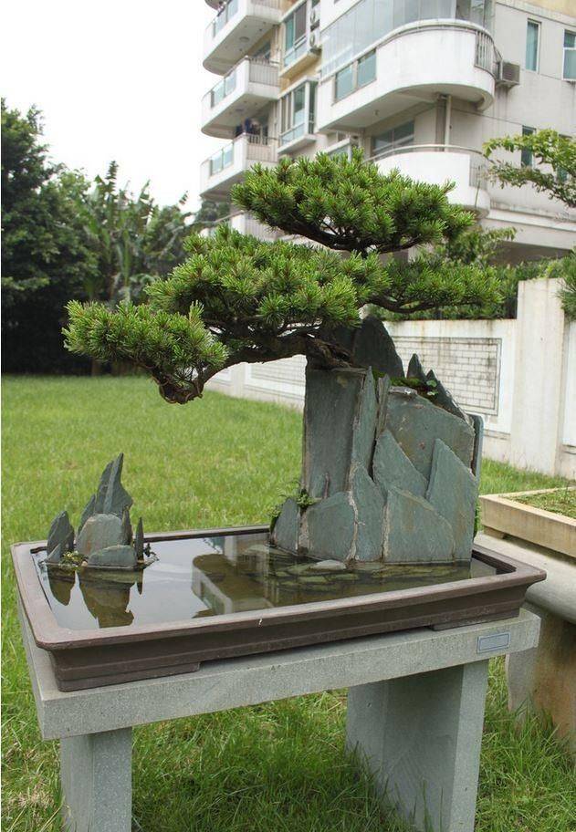 Brilliant Bonsai Plant Design Ideas