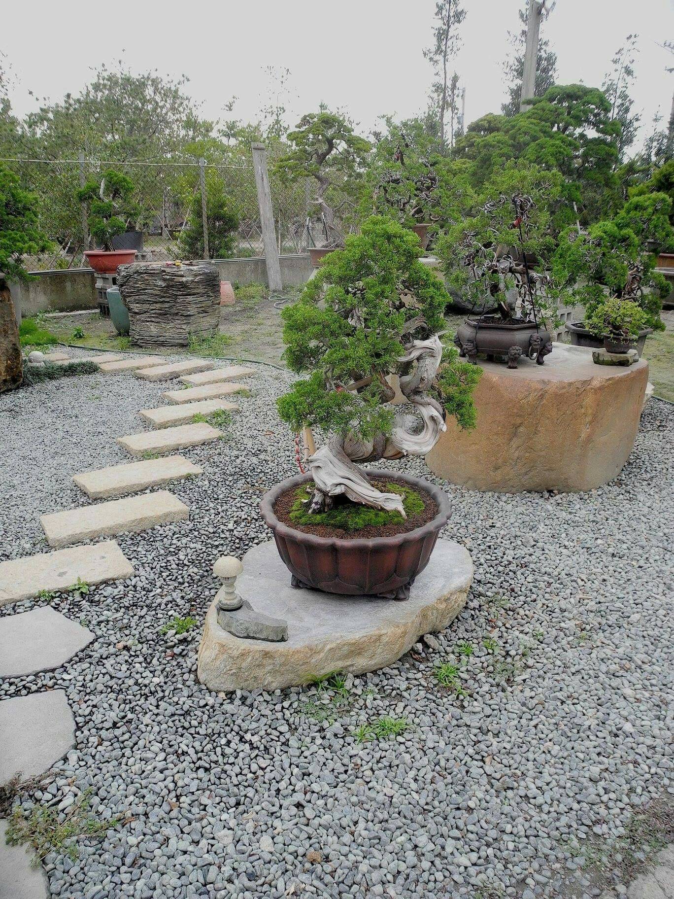 Amazing Big Bonsai Garden Ideas Best