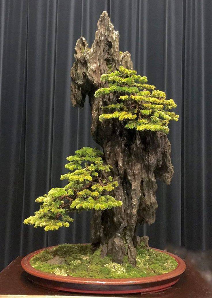 Bonsai Tree Gardener