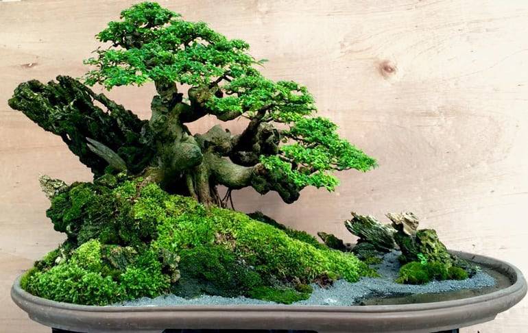Juniper Bonsai Rock Planting