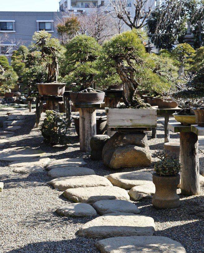 A Rock Bonsai Style