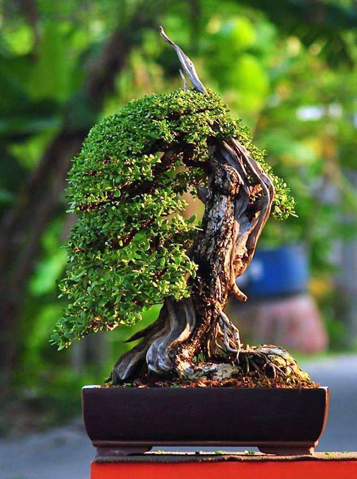 A Rock Bonsai Style