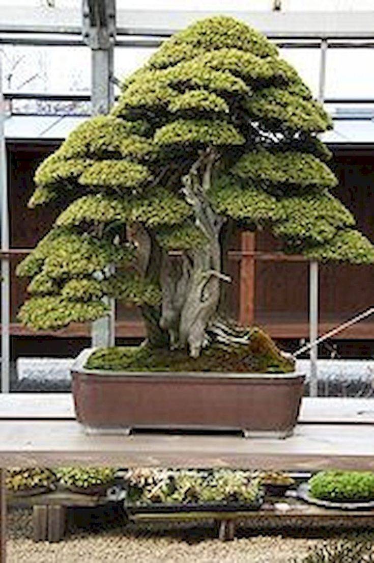 27 Bonsai Rock Garden Ideas Worth to Check SharonSable