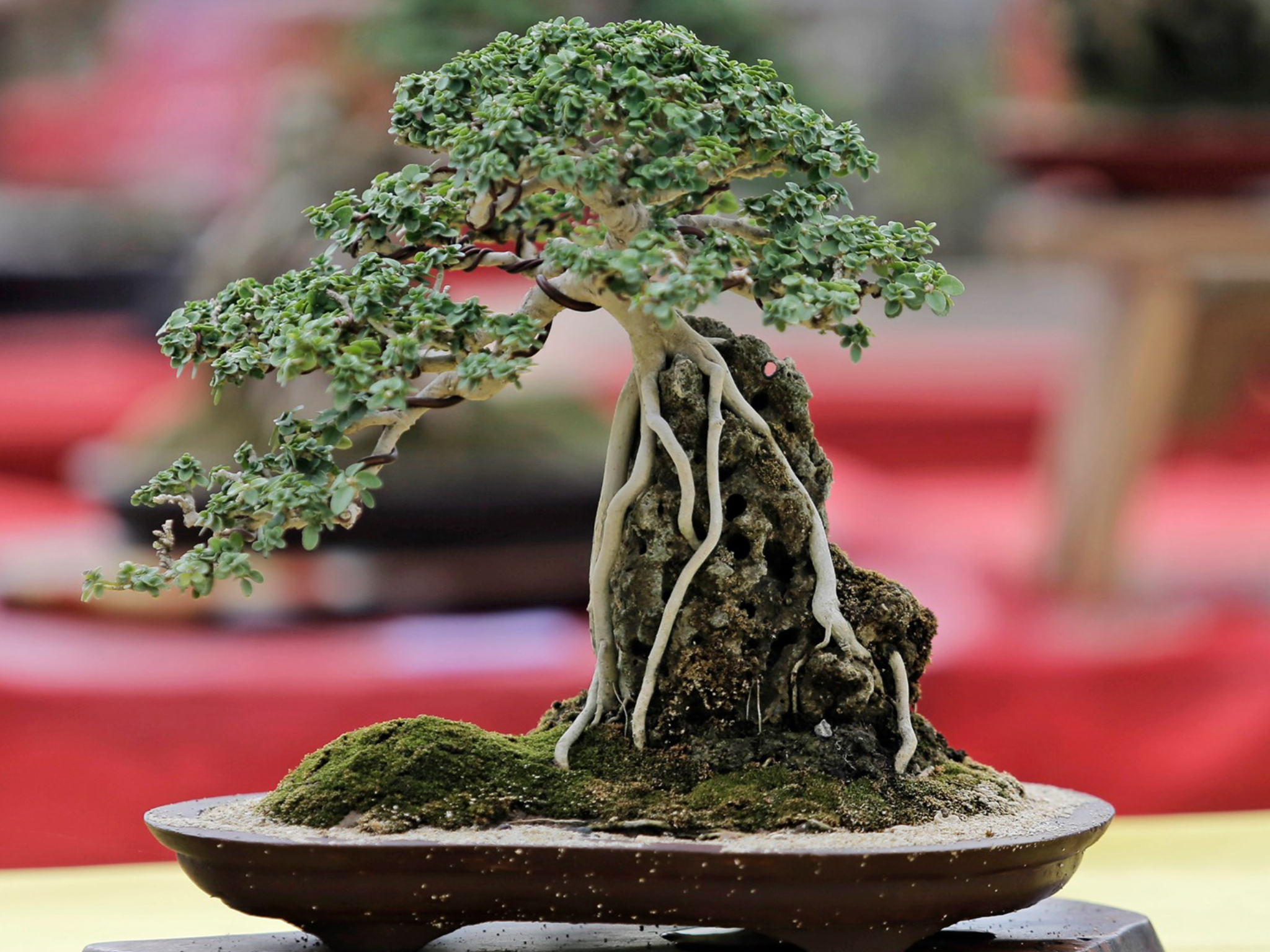Shimpaku Rock Planting Bonsai Garden