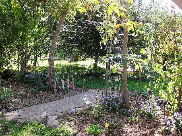 Pinterest Cattle Panel Trellis
