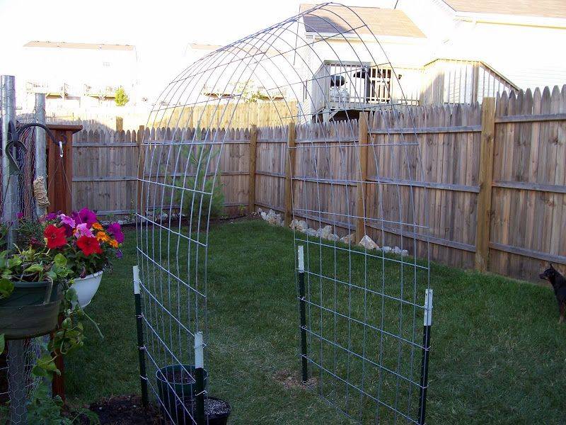 Cattle Panel Arch Trellis