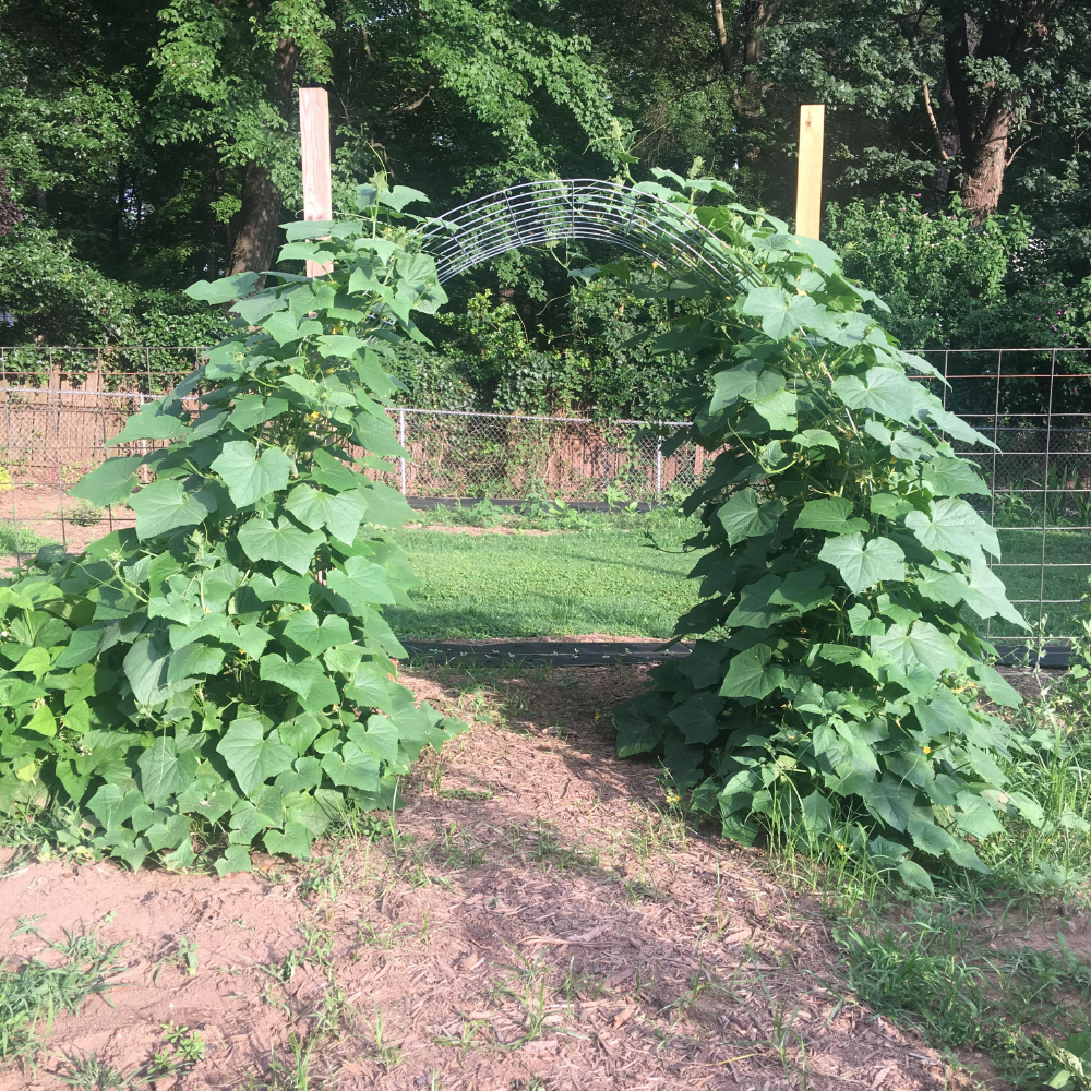 Cattle Panel Trellis