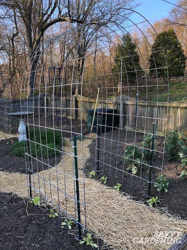 Kevin Lee Jacobs Cattle Panel Trellis