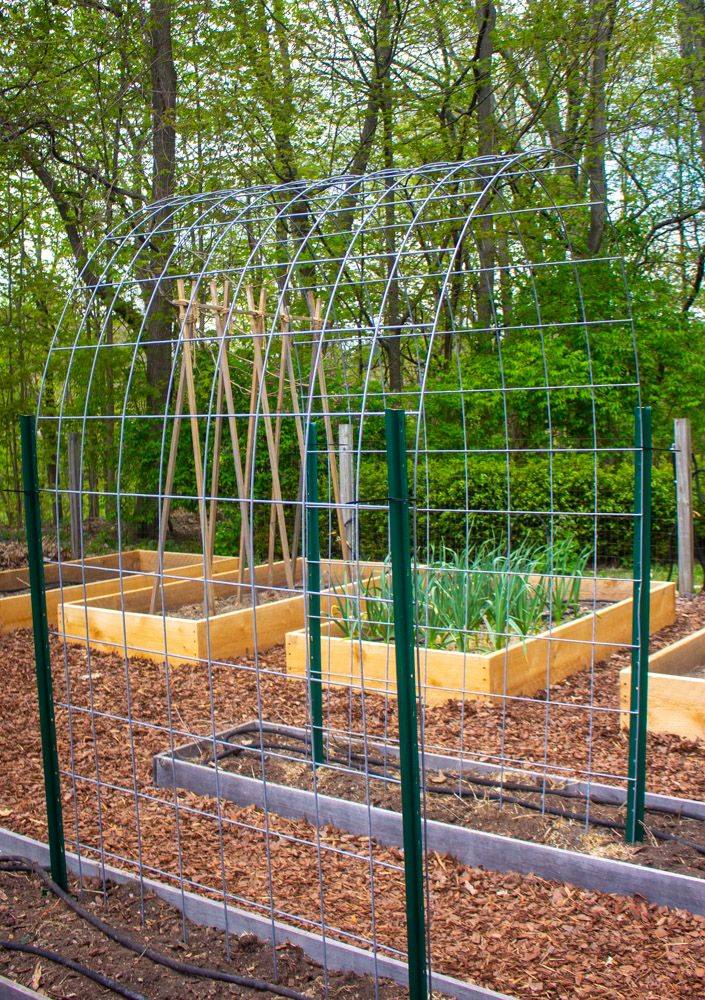 Pathway Trellis