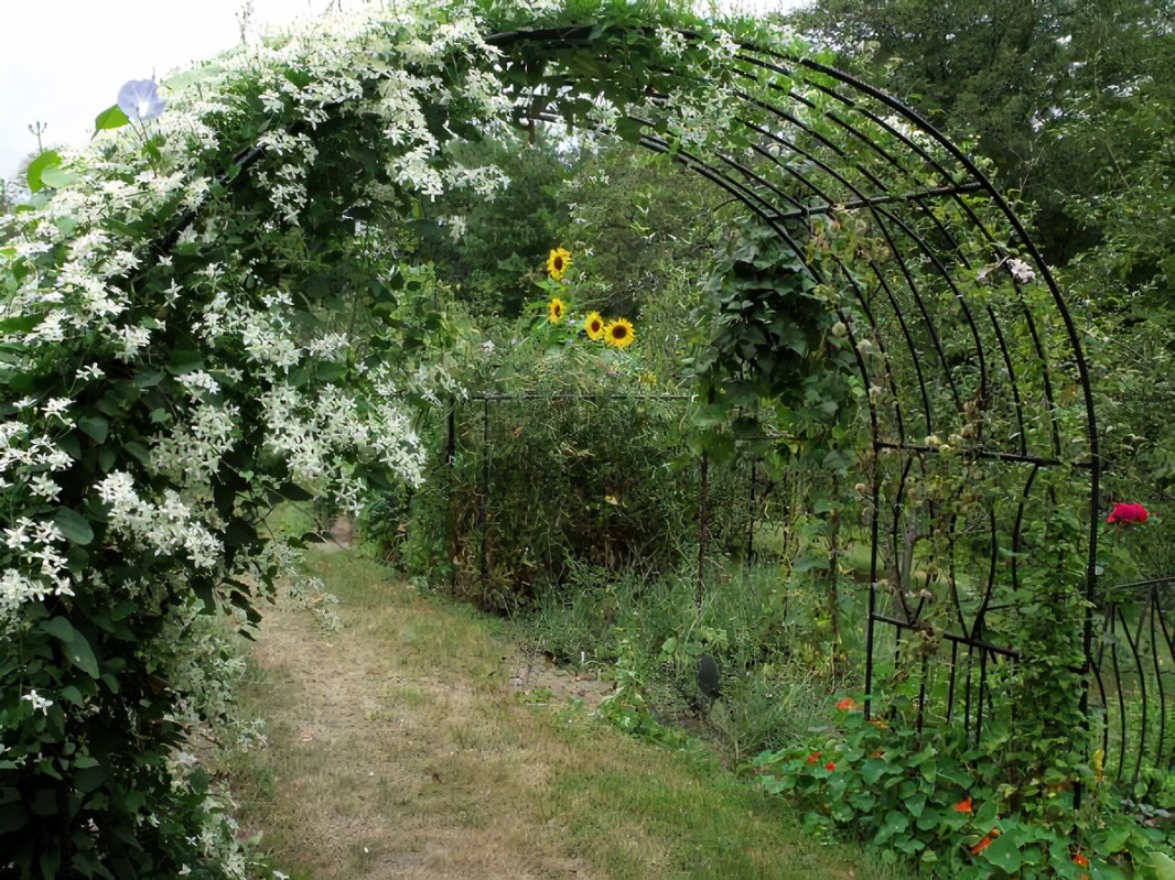 19 Rebar Garden Arch Ideas You Gonna Love SharonSable