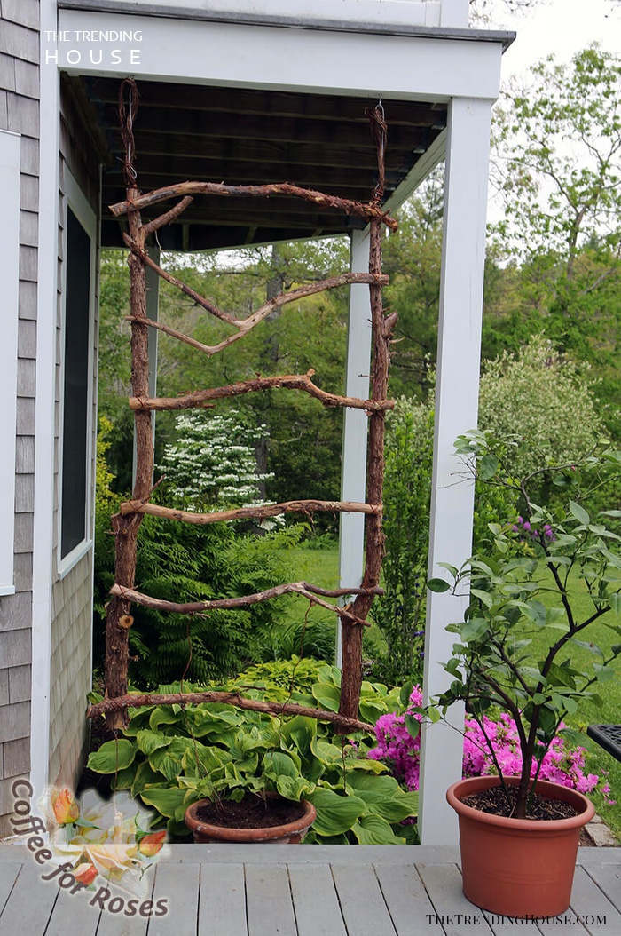 Black Metal Trellis Ideas
