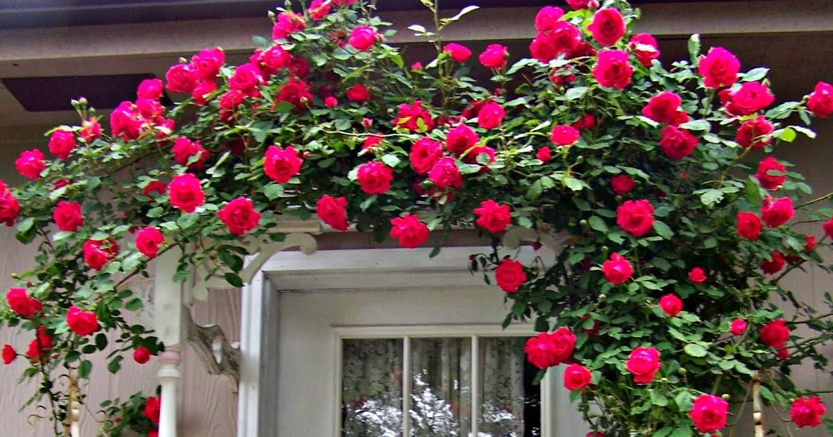 26 Shabby Chic Rose Garden Ideas Worth a Look SharonSable