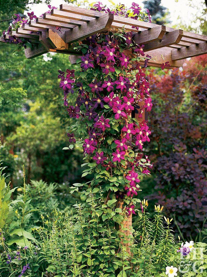 Best Pergola Plants