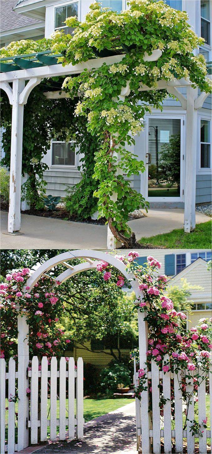 Trumpet Vine Trellis Arbors