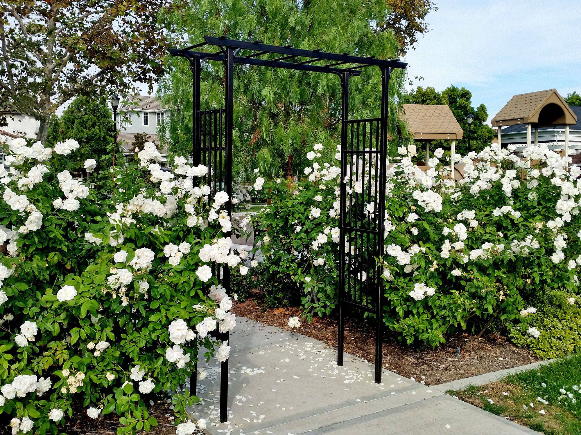 New Dawn Rose Garden Arch