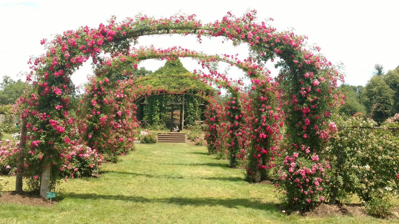 Rose Arch Garden Ideas Sotzen
