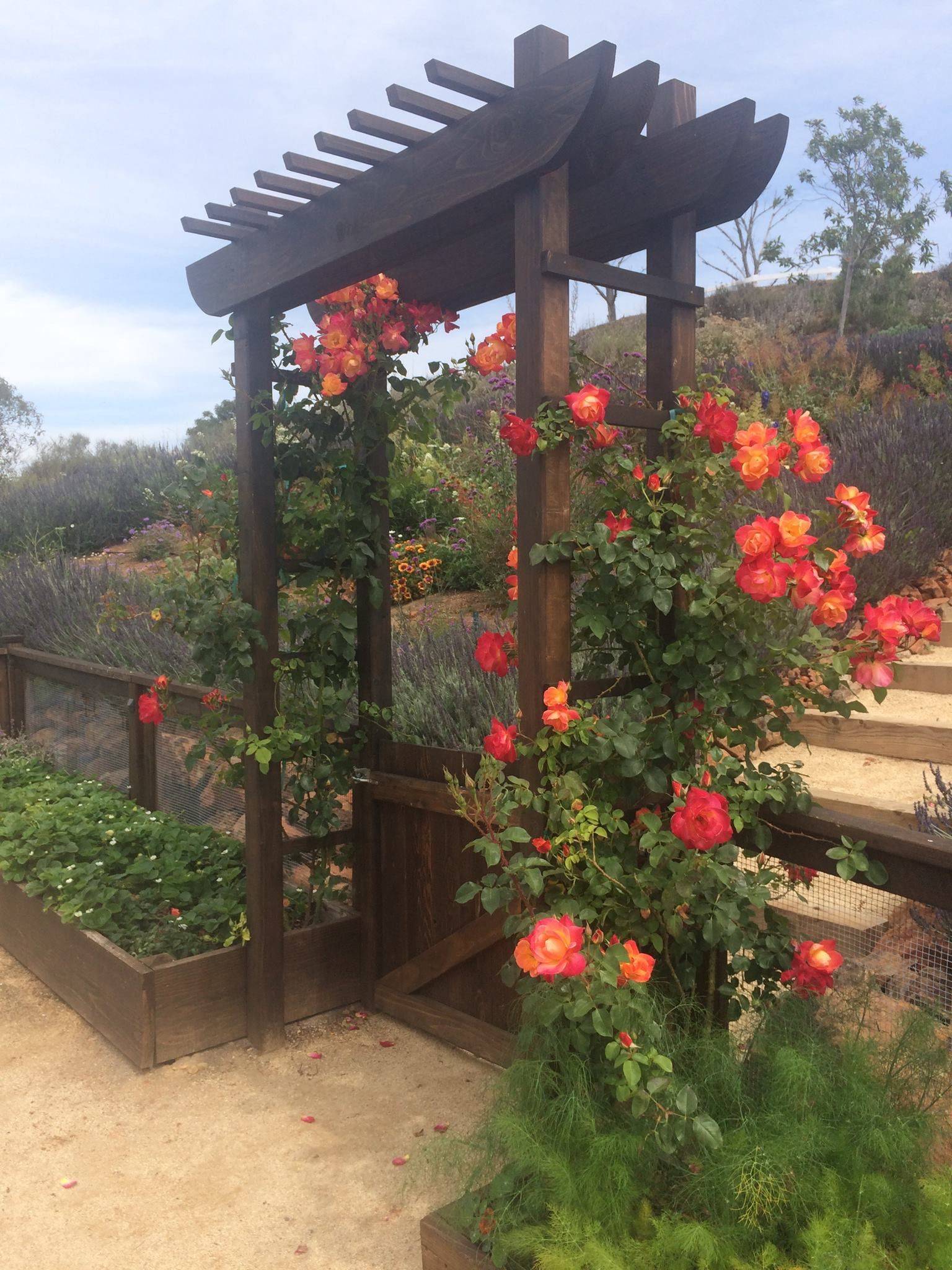 Climbing Roses