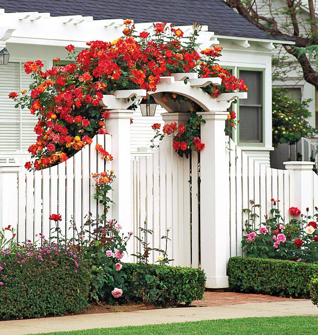 Ceramic Tile And Climbing Roses