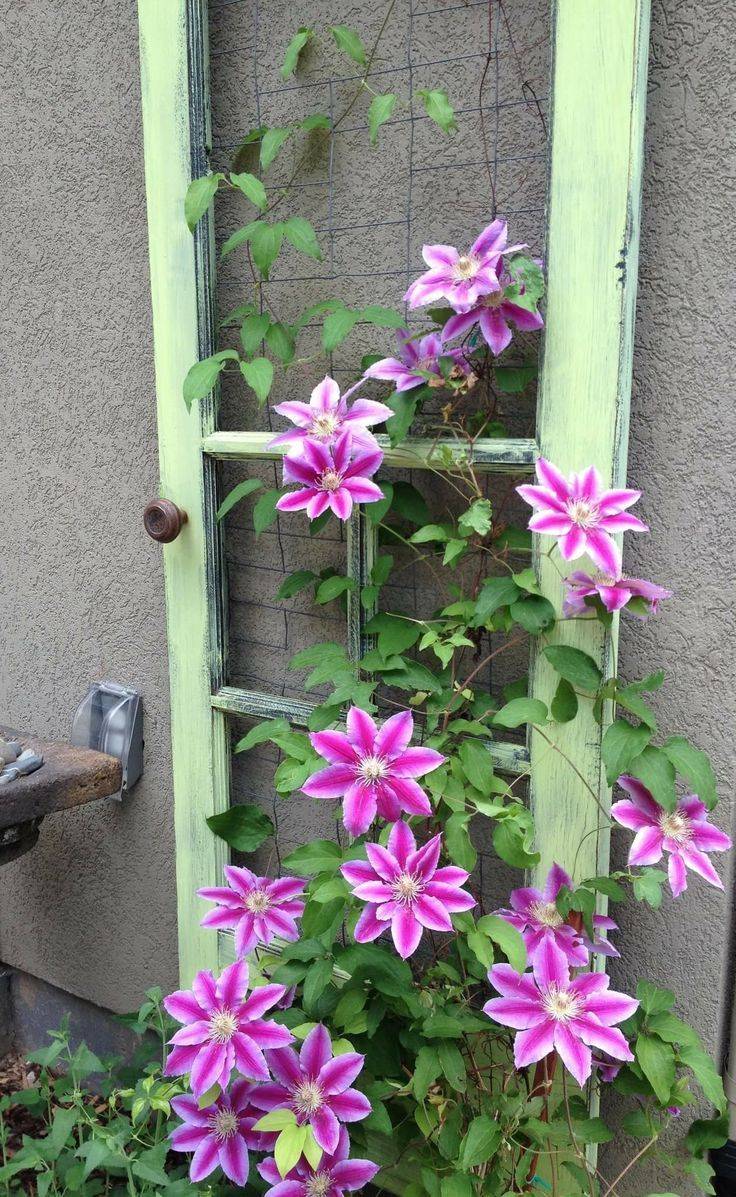 Aesthetic Morflora