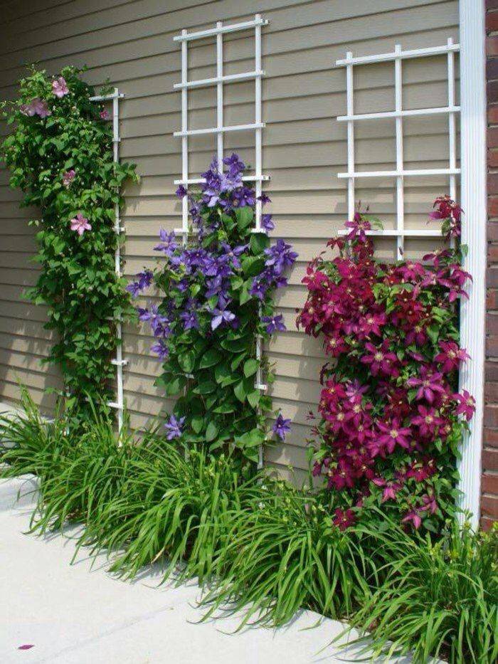 Clematis Arrangement Garden Obelisk
