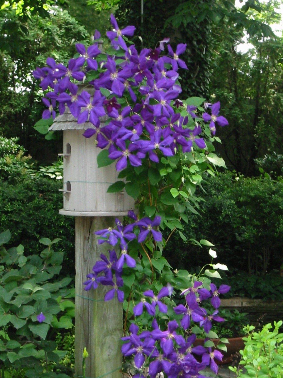 Clematis Clematis Plants
