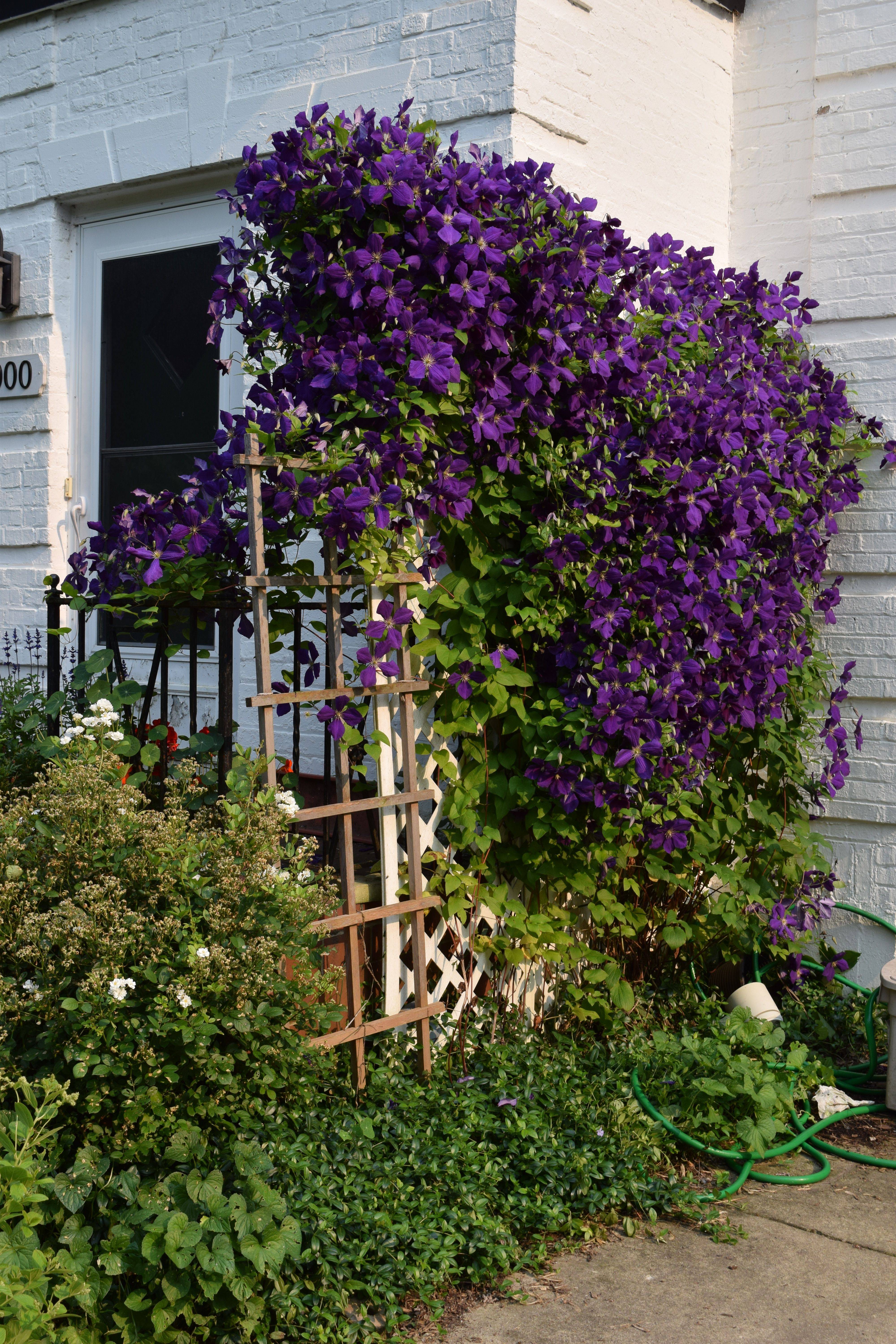 A Beautiful Flower Garden