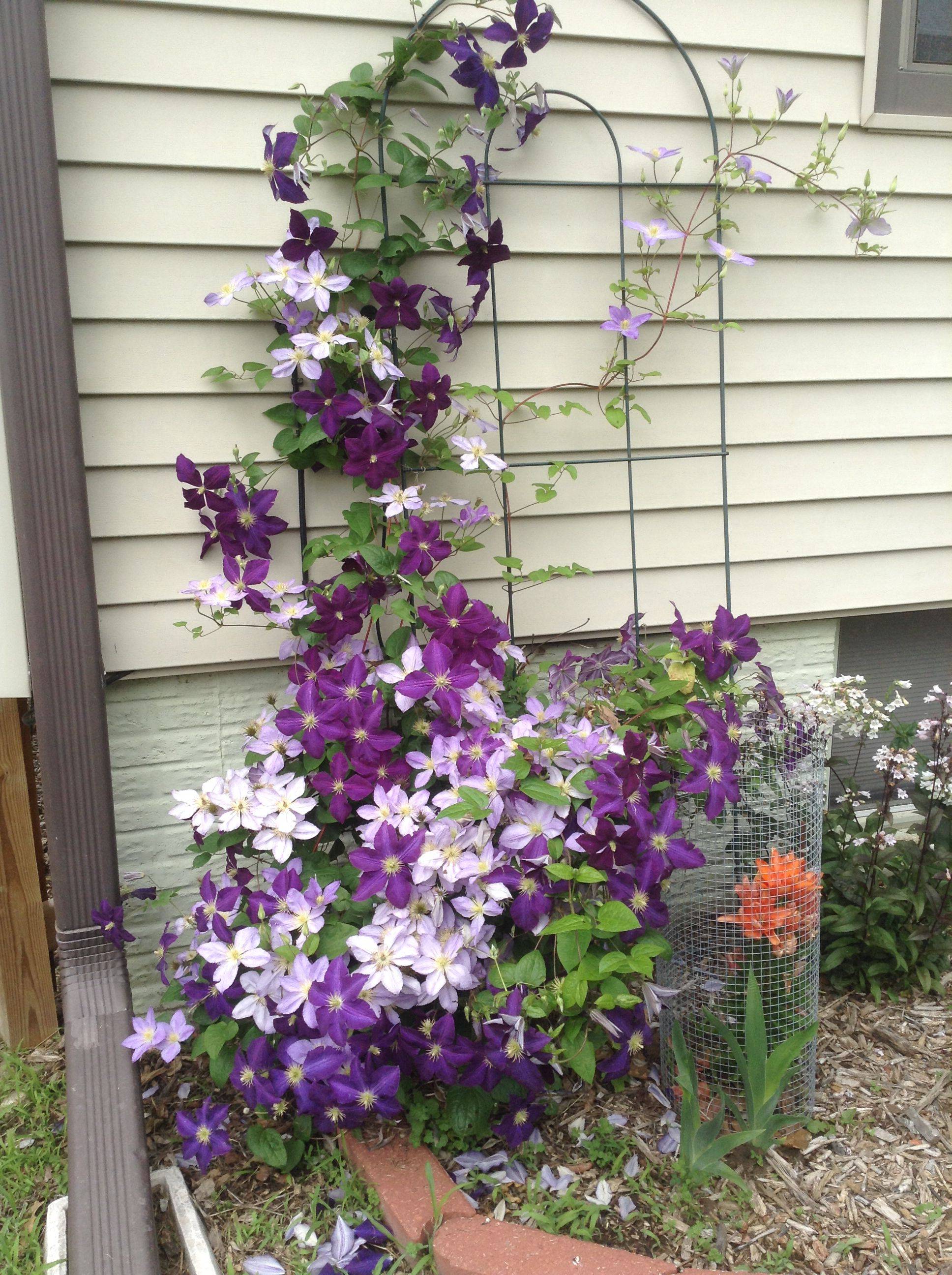 Vining Flowering Clematis